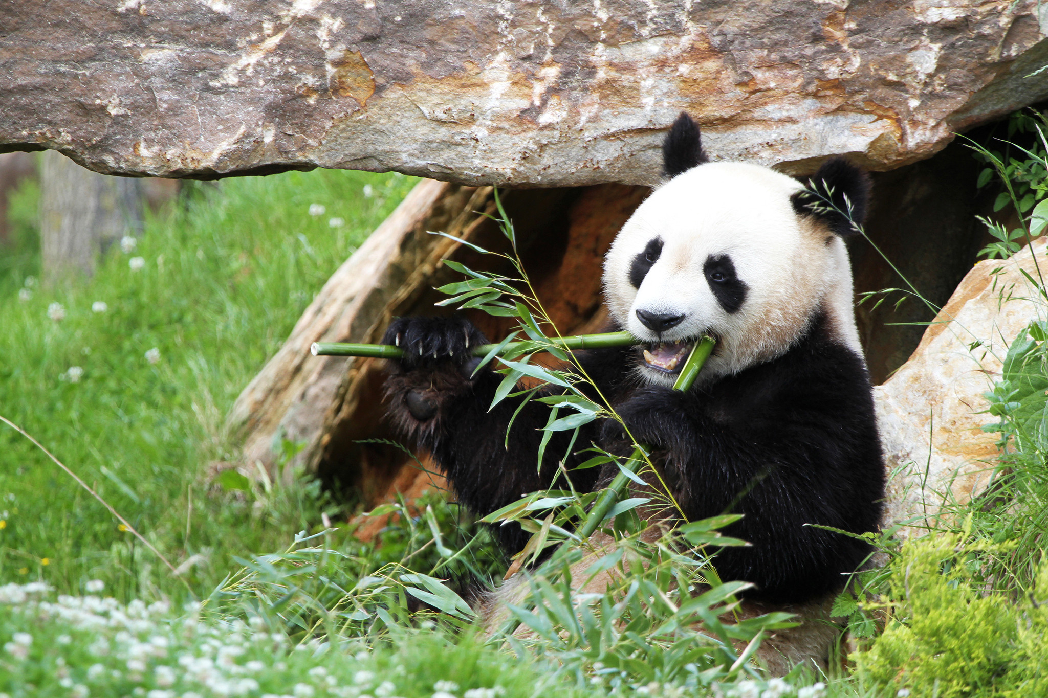 panda